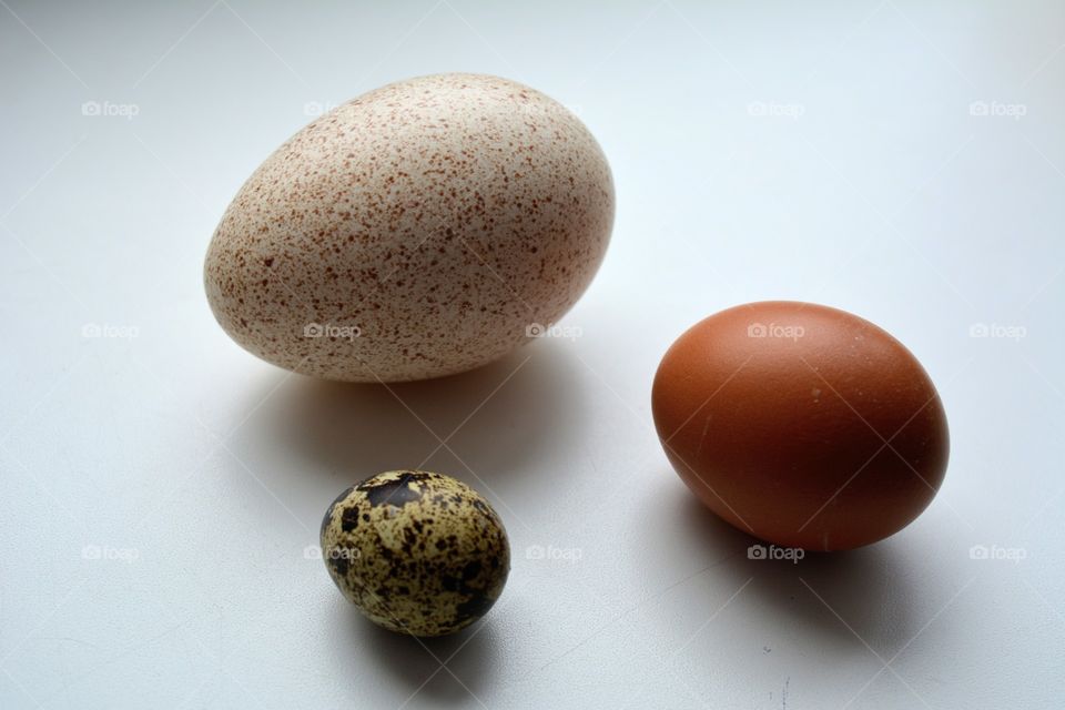 shape eggs on a white isolated