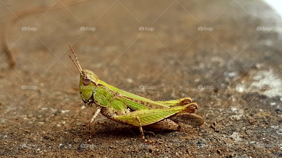 Green Grasshopper