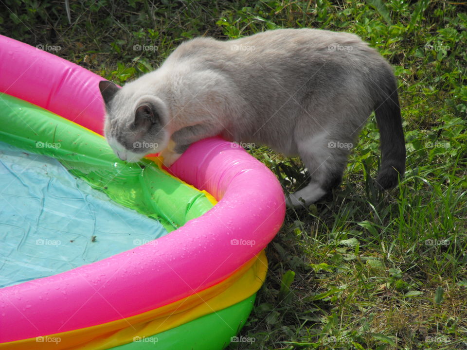 A white cat drinks ftom s colorful pudding pool