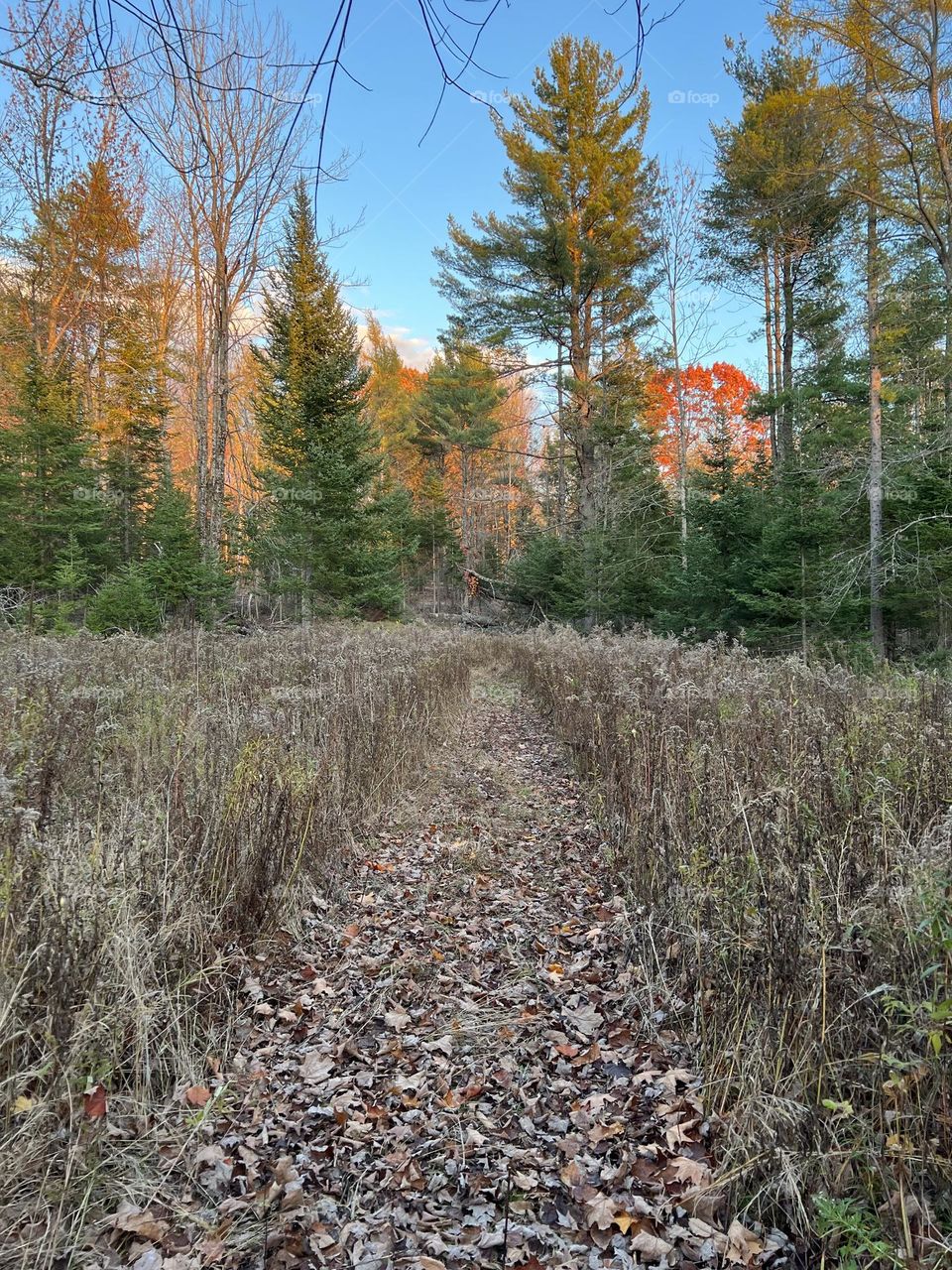 An evening autumn walk through a field of milkweed.