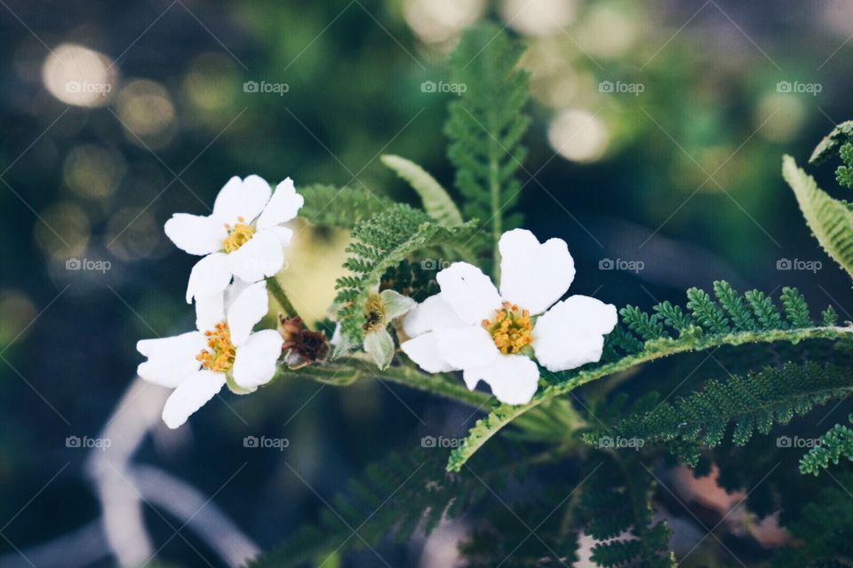 White Flowers 