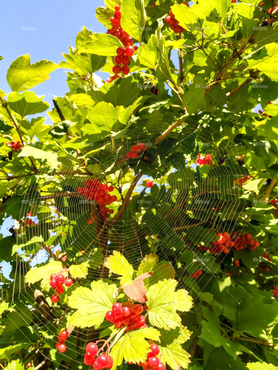 The perfect spider web on the guelder rose