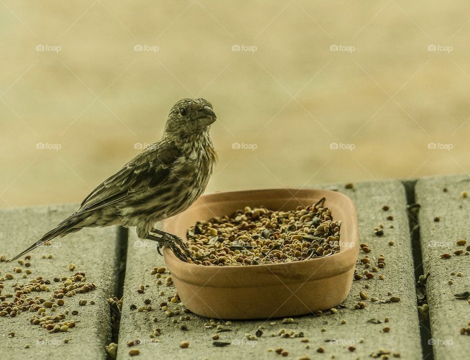 Bird perching on container