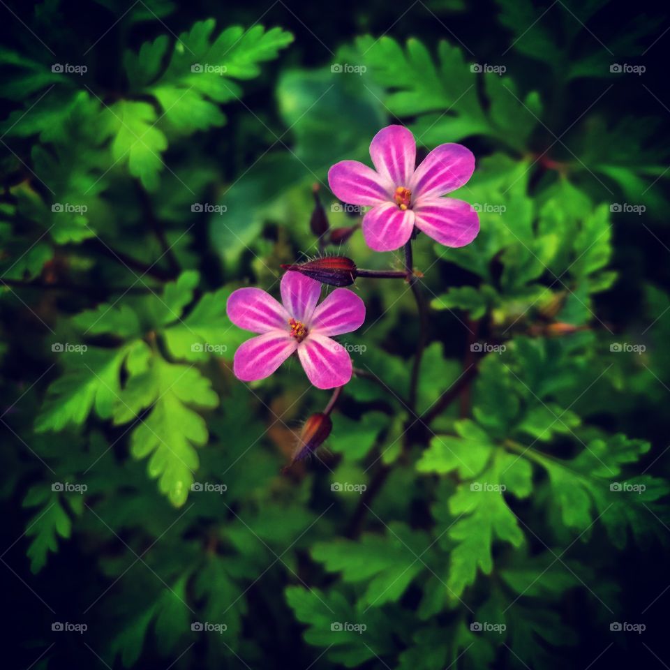 purple pink flowers in the garden