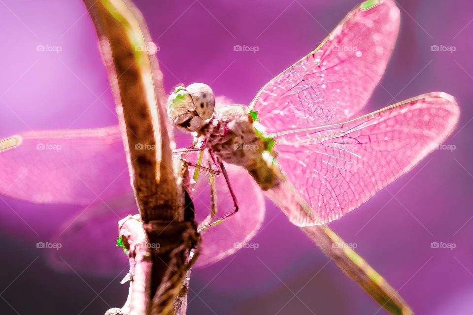 Dragonfly