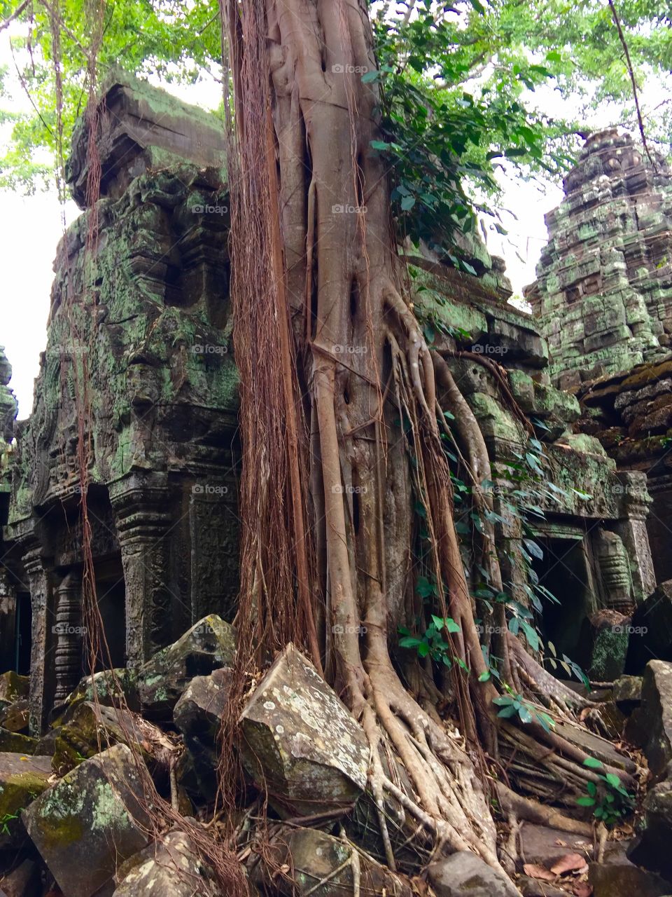 Tree over a temple in Angkor Archeological Site in Cambodia 