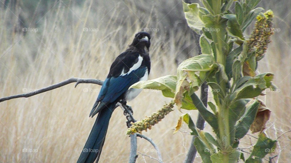 At Smith Rock. Central Oregon