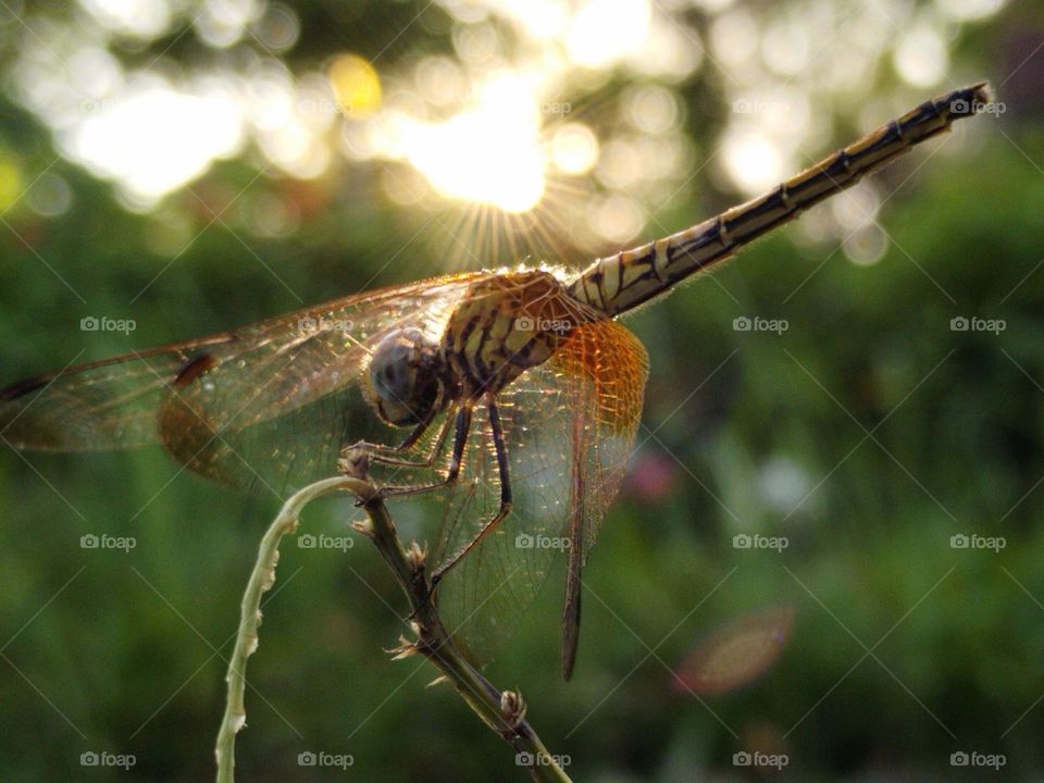 Dragonfly.