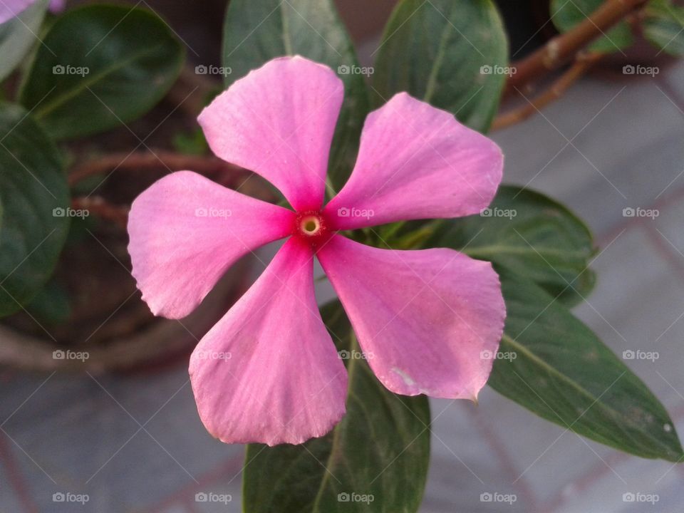 Nature, Leaf, No Person, Flora, Flower