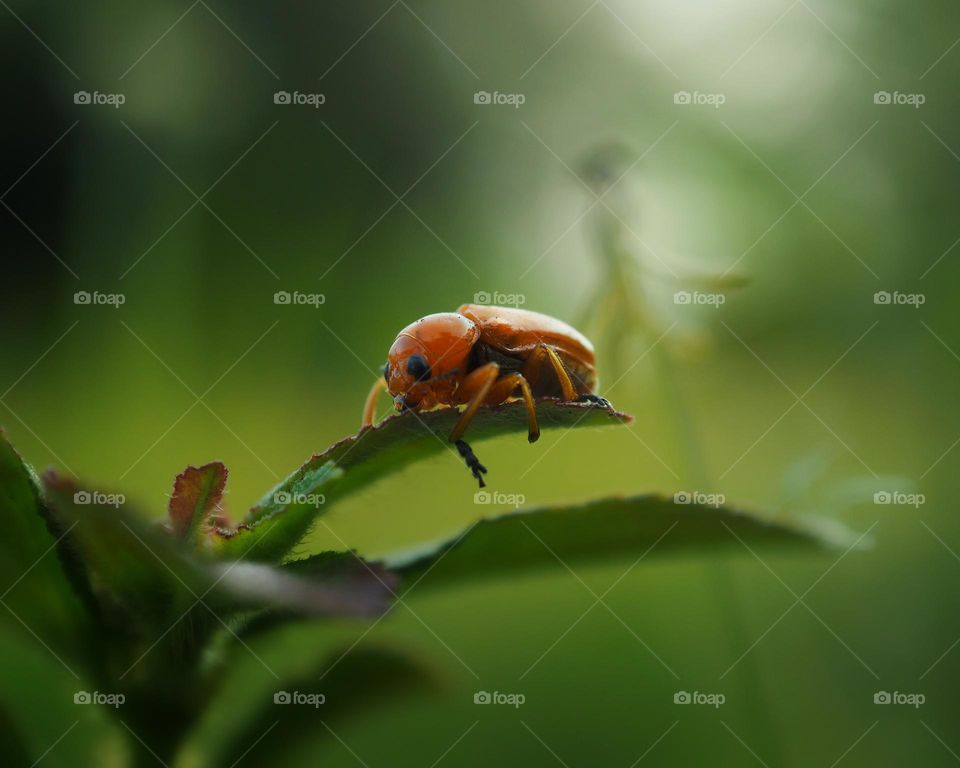 leaf beetle