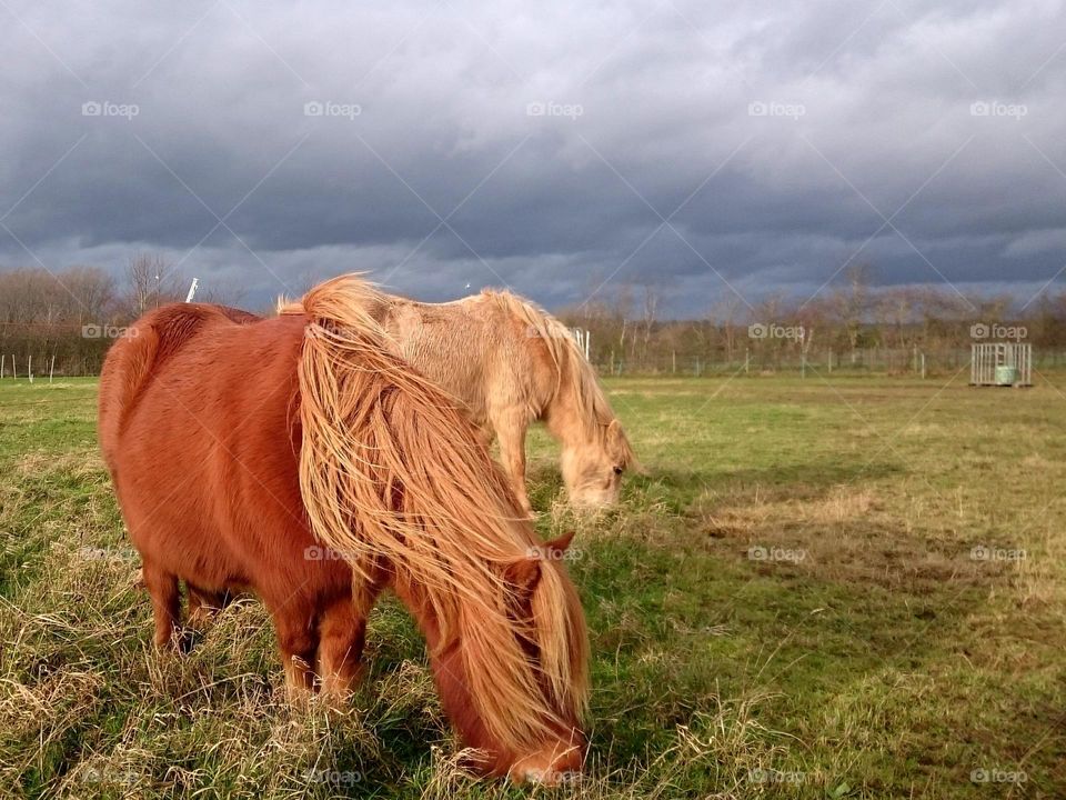 Shetland ponies against a moody sky