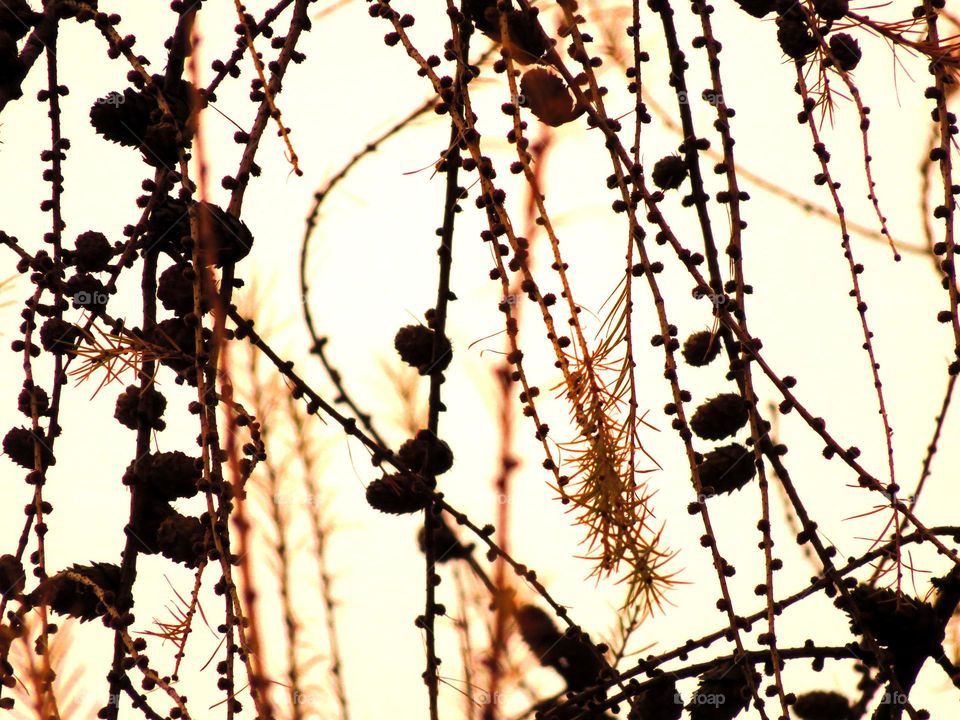 natural Christmas tree