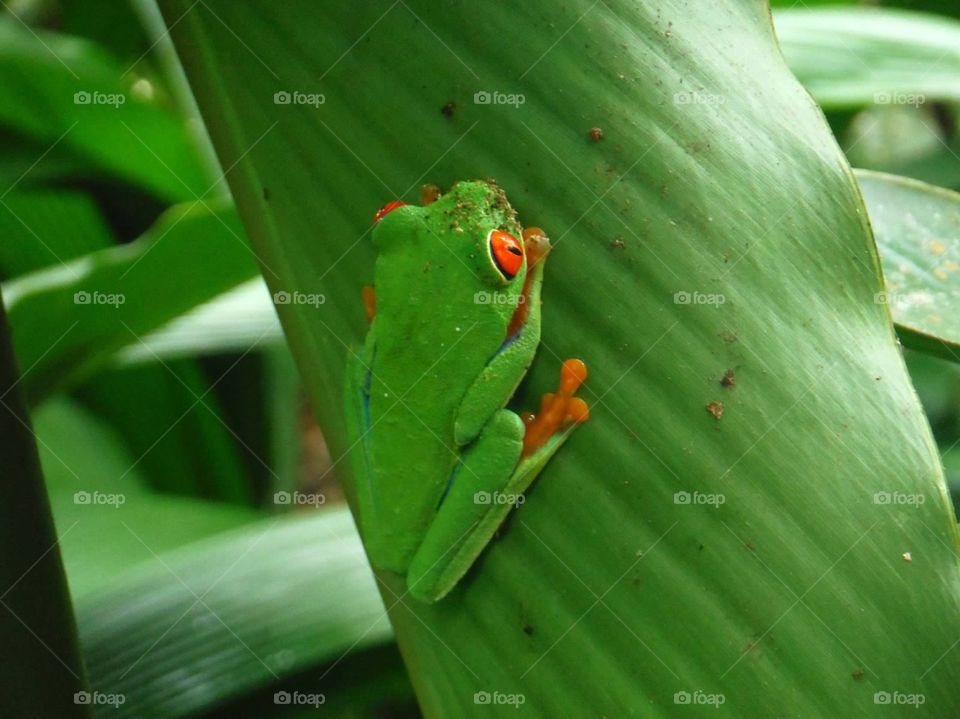 Tree Frog. Tree Frog in Costa Rica