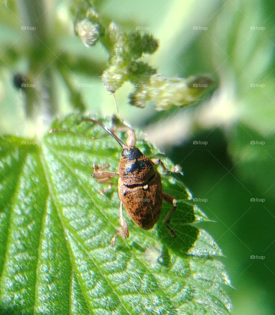 Käfer beetle blatt Laus grün sommer summer Insekt