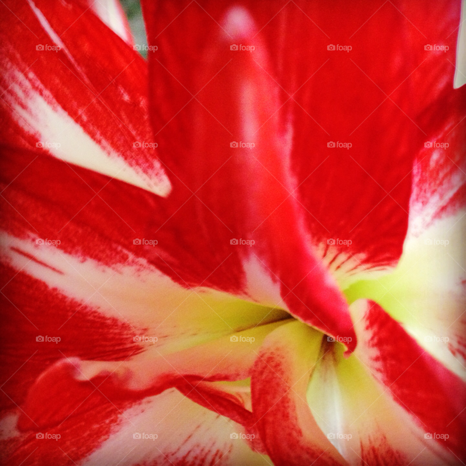 flower red lillium by jeffreyfabri