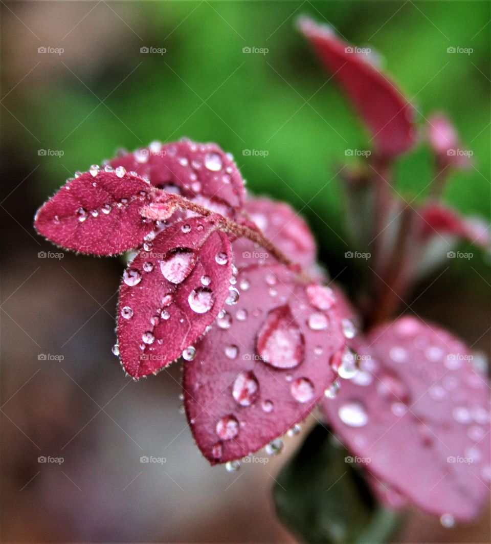 waterproof red leaves.