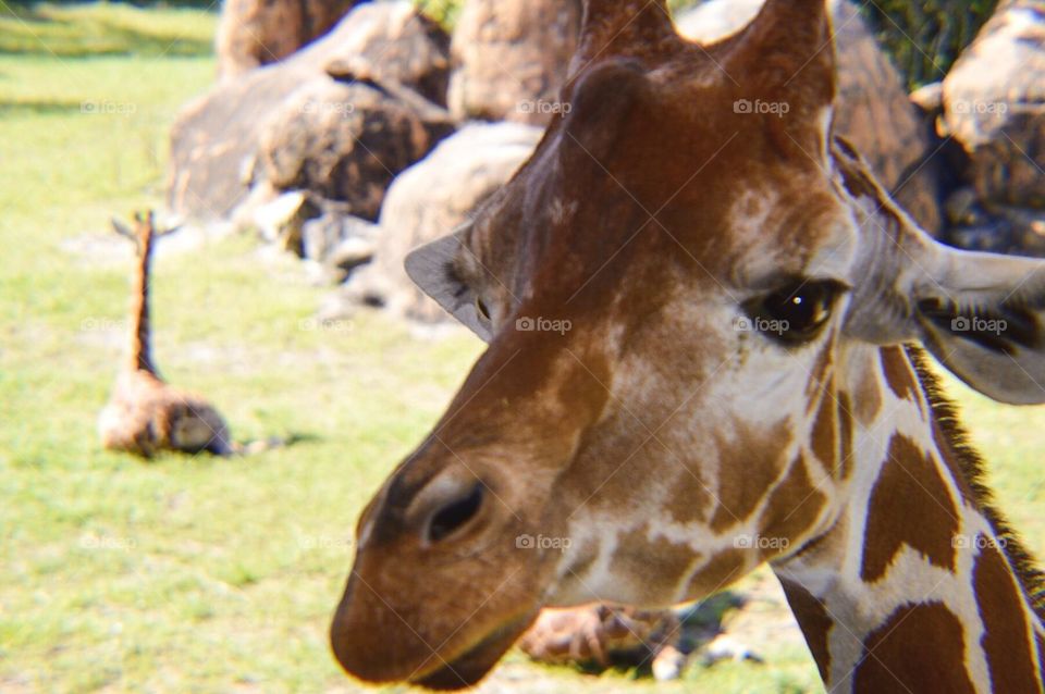 Giraffe portrait