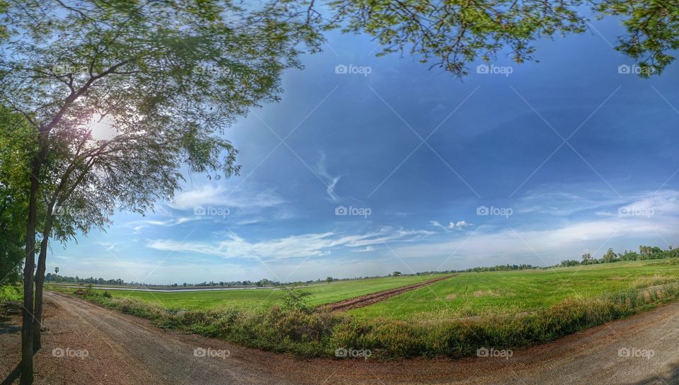 Paddy field . Paddy field landscape 