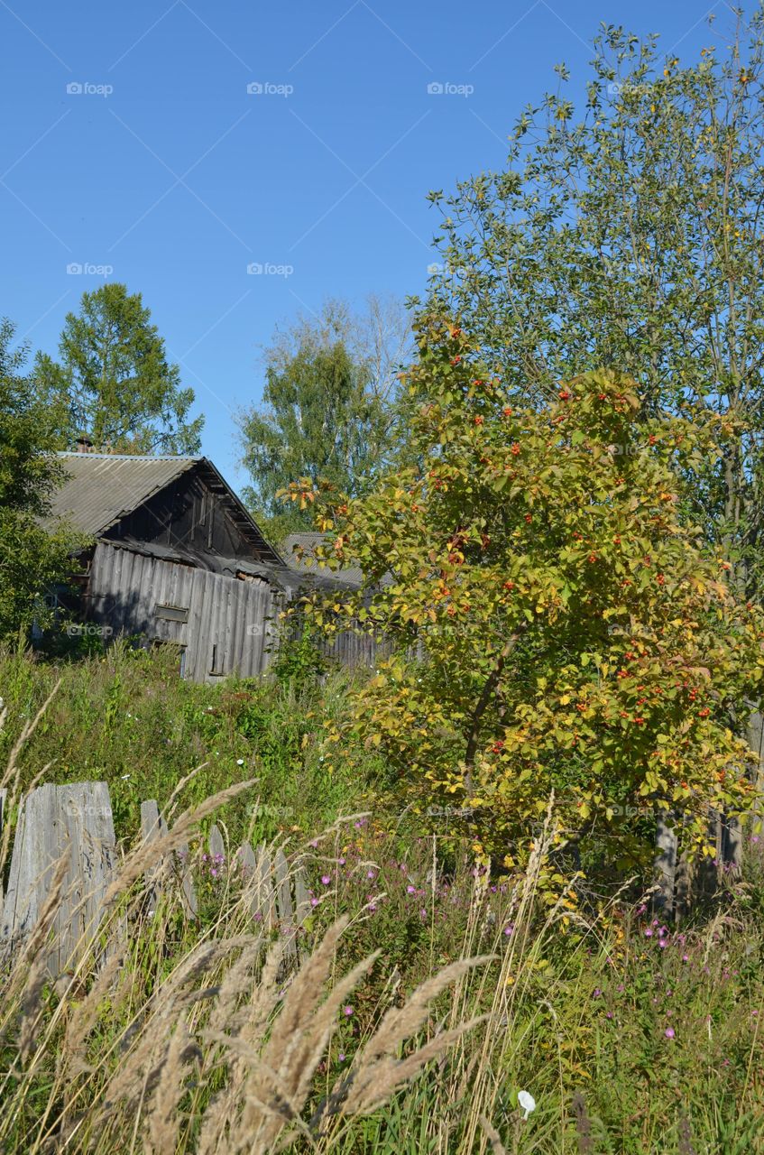 overgrown garden