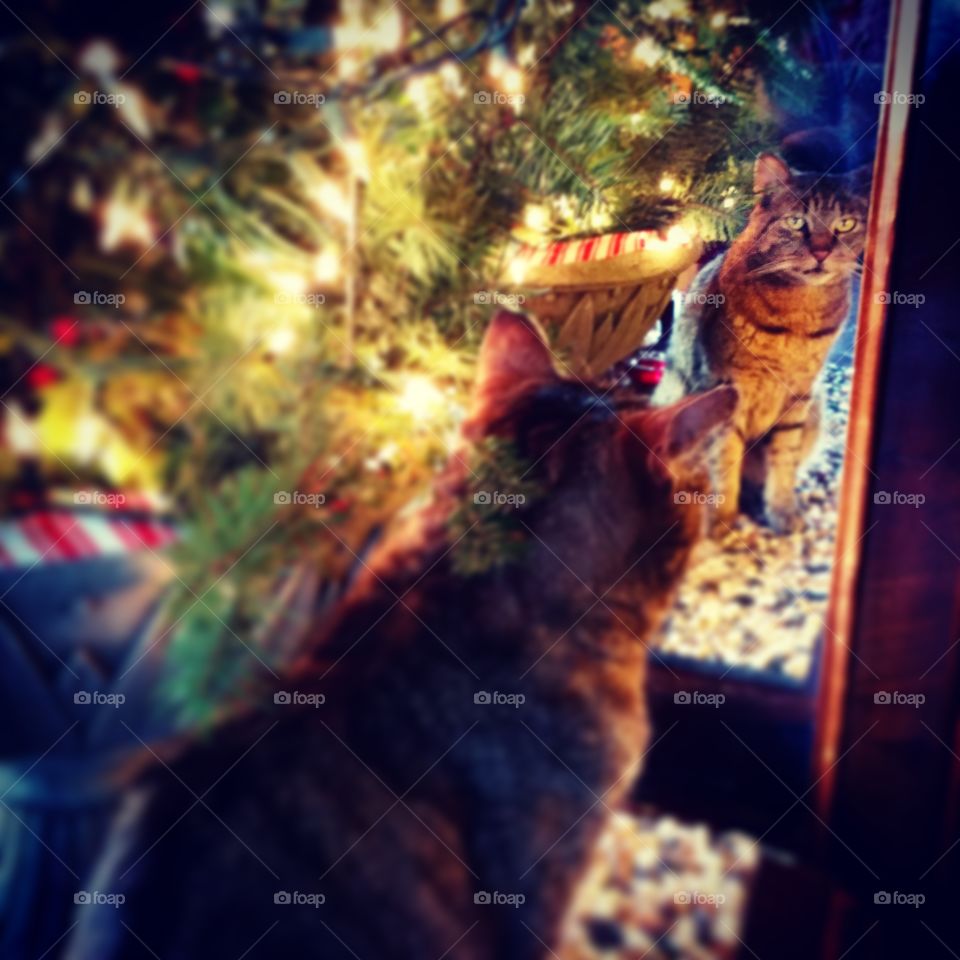 Christmas Kitty. This was at my parents house during christmas. Their cats are very expressive and manage to stay still long enough to take an artsy picture. 