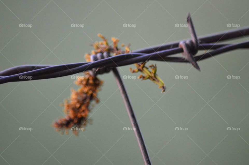 Barbed wire fence. 