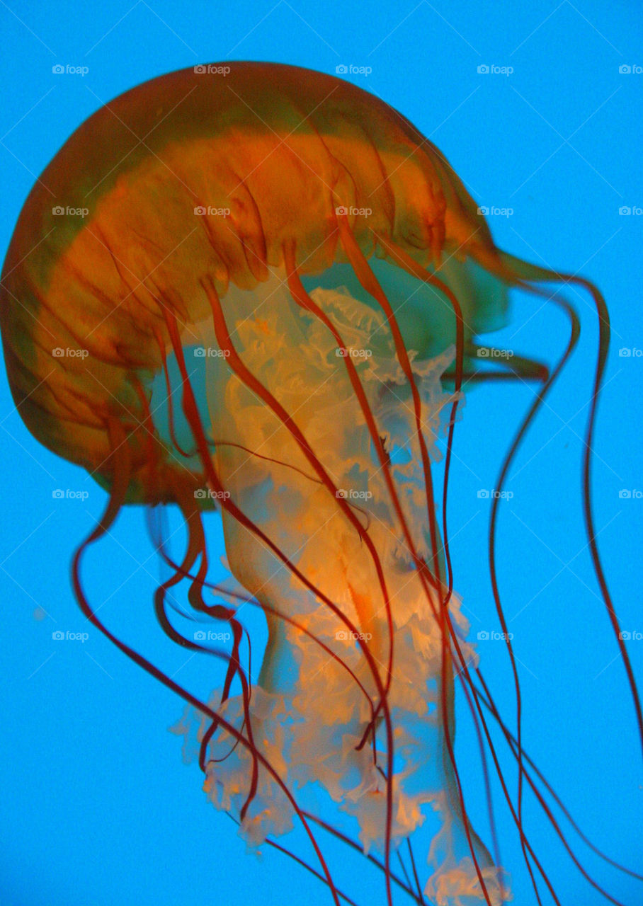 Close-up of jellyfish swimming in sea