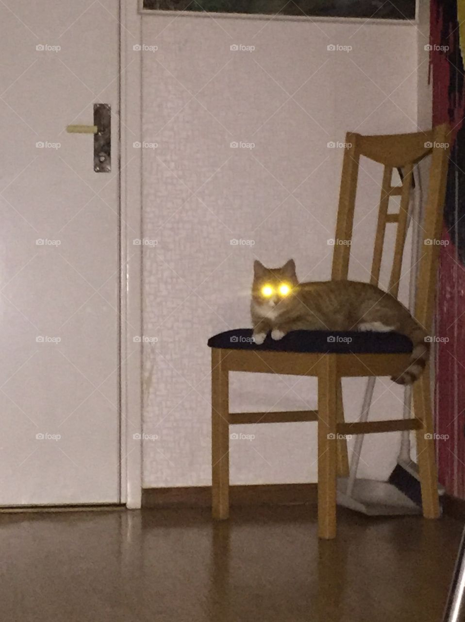 Demon cat