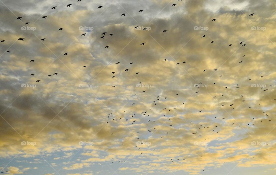 Birds flying at sunset 