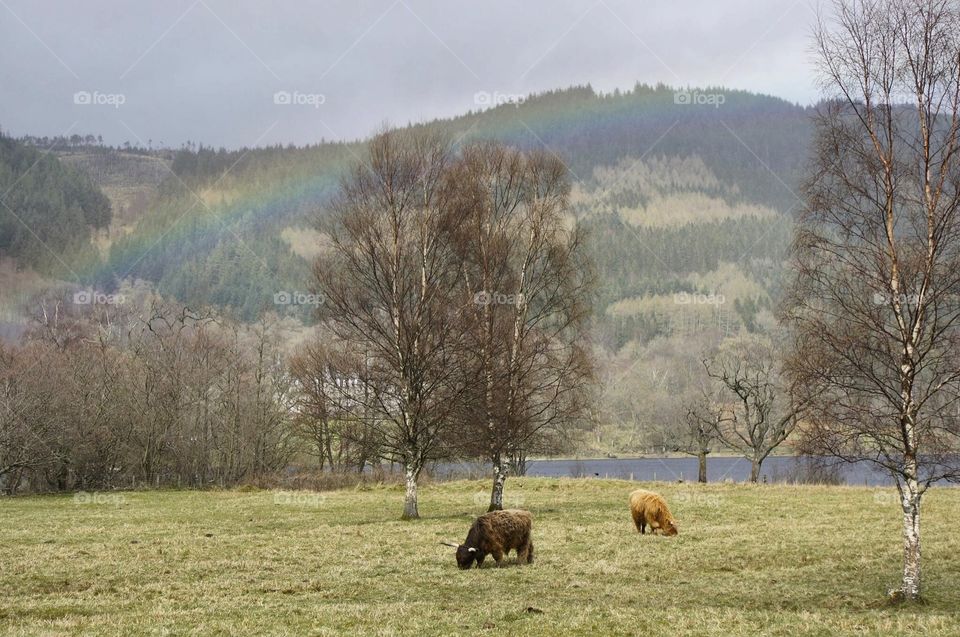 Highland Rainbow 