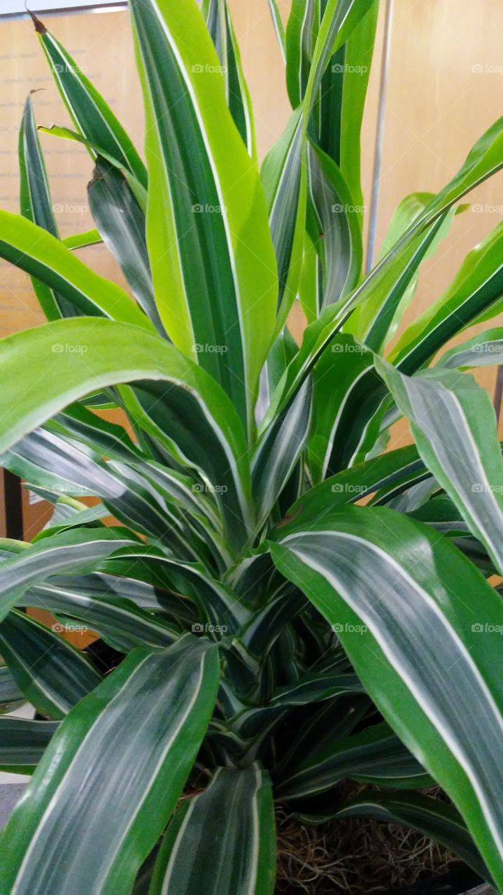 Leaf, Flora, Growth, No Person, Nature