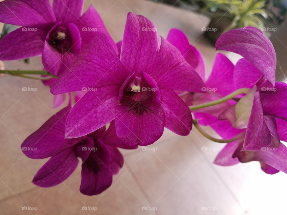 Orchid
