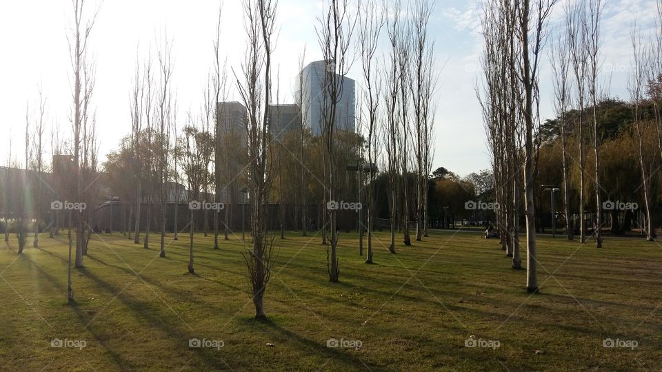 Tree, No Person, Landscape, Fall, Outdoors
