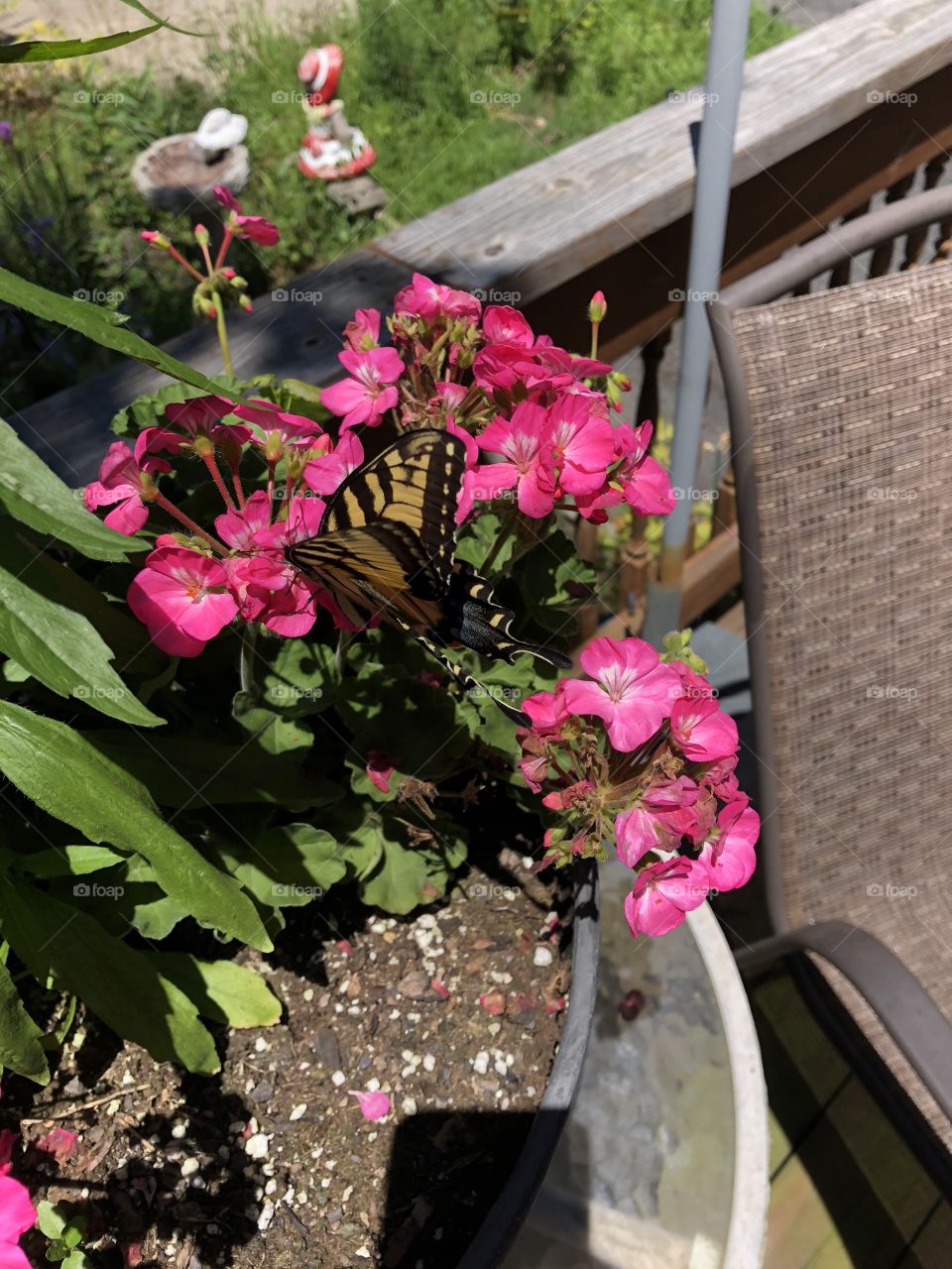 God’s creature great or small