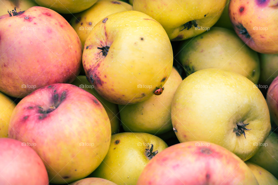 Harvest ripe juicy and tasty apples. Harvested juicy apples from fertile trees.