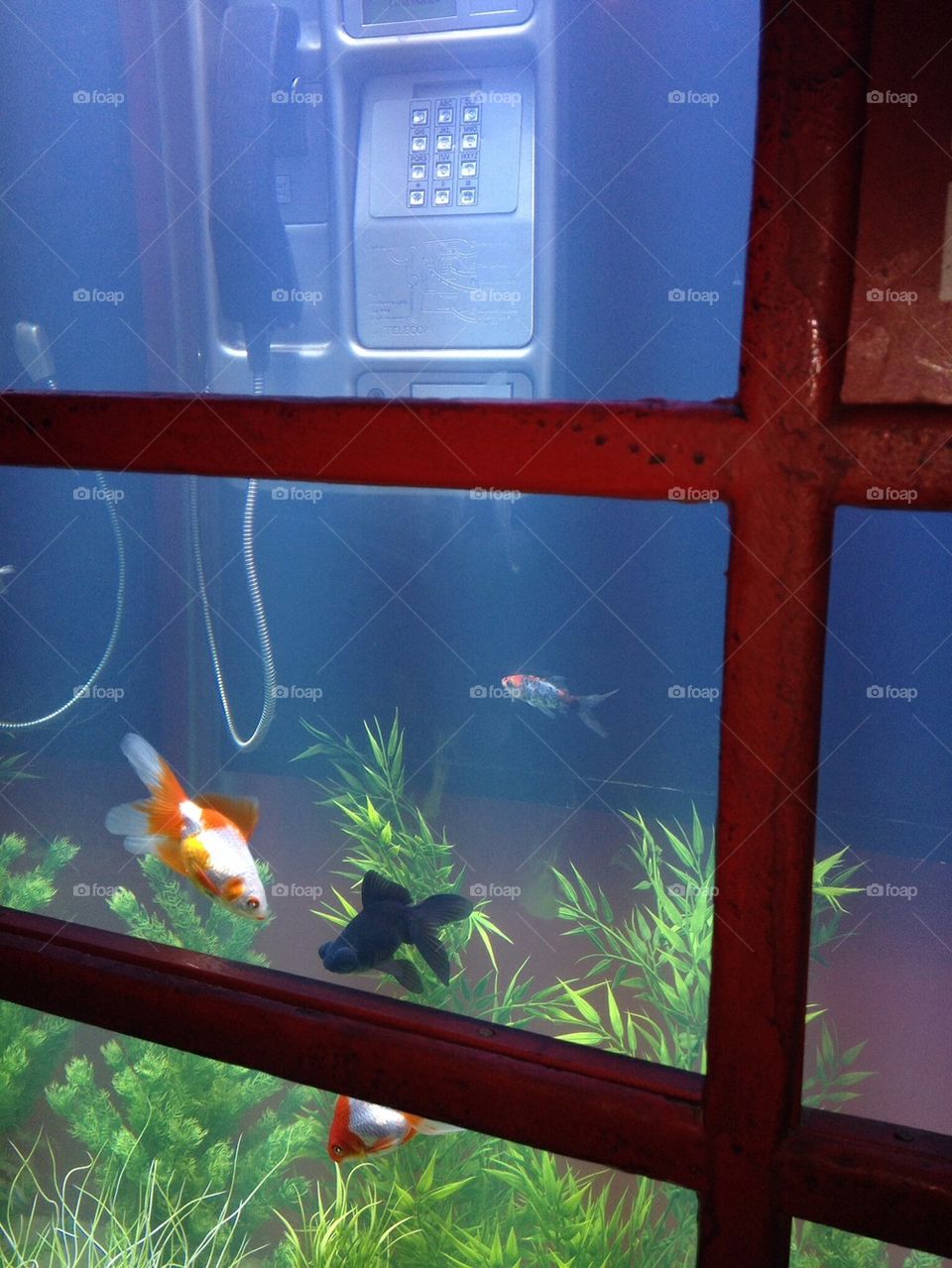 Fish aquarium in telephone box