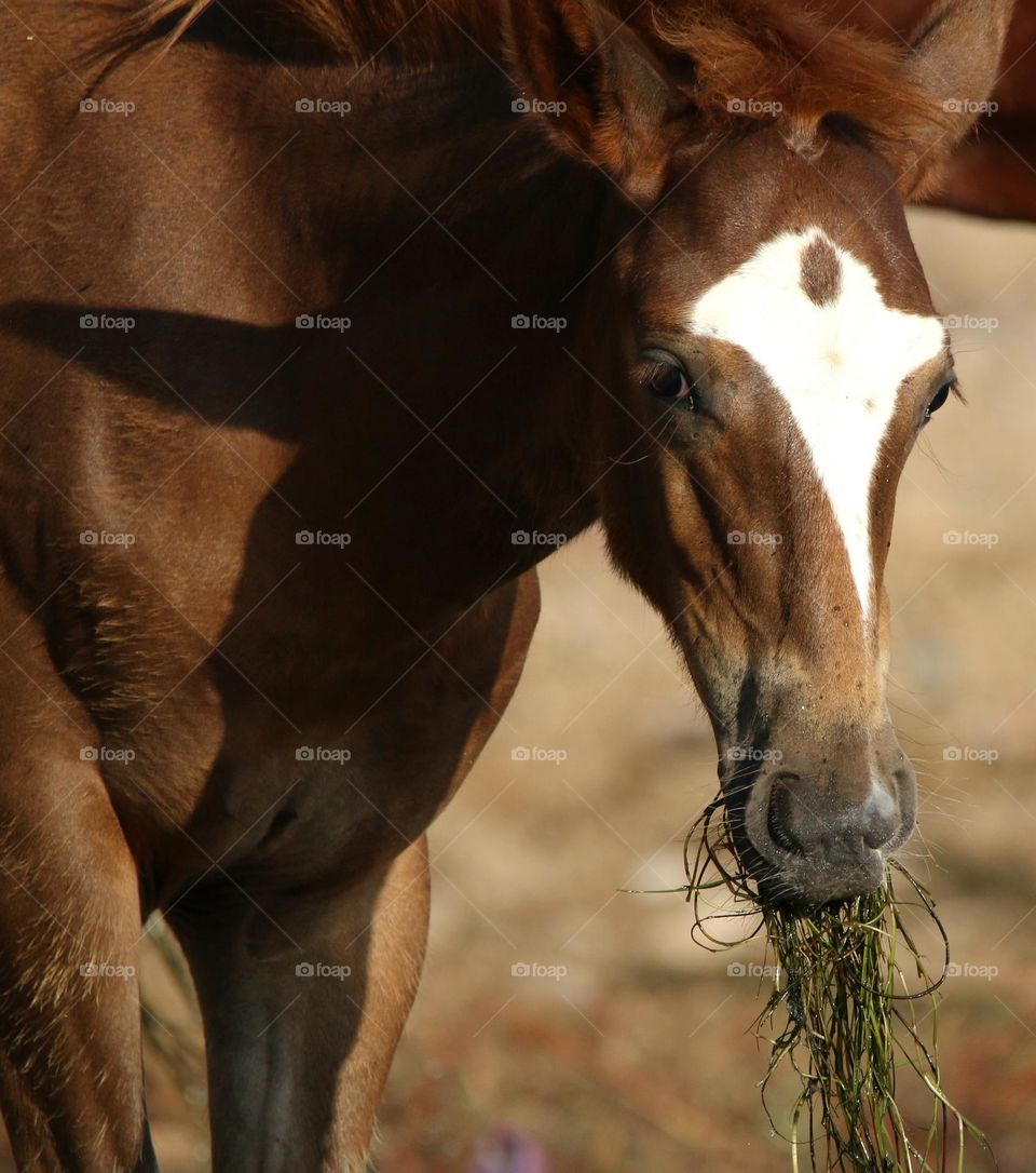 A Wild Colt Having Breakfast