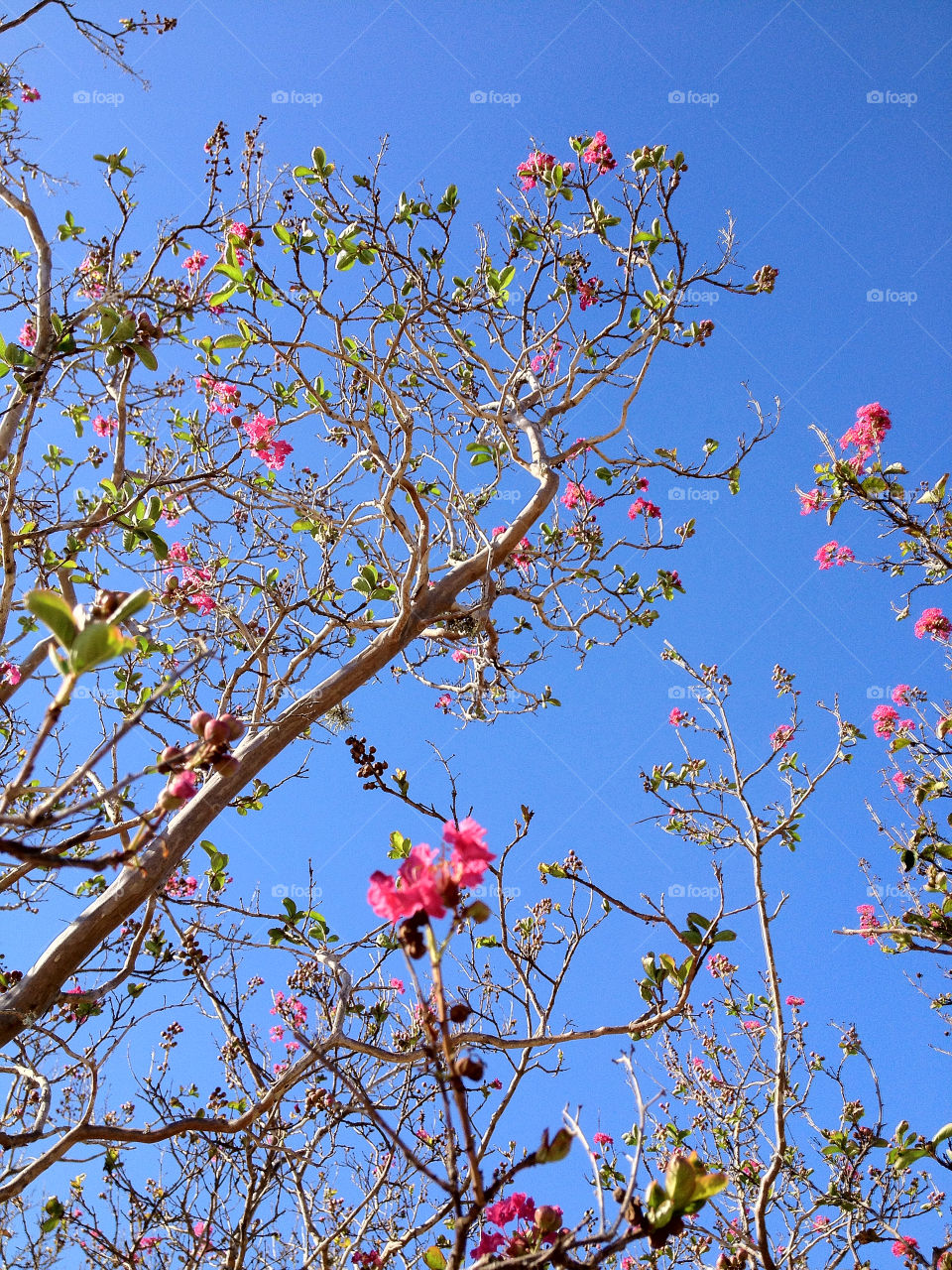 sky green pink blue by tewitty