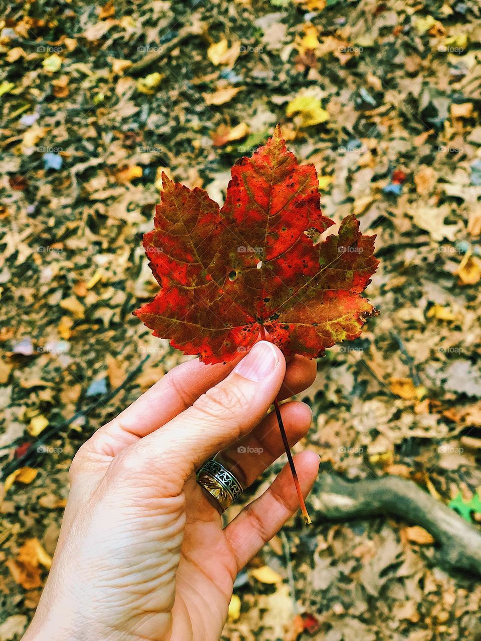 Woman’s hand holds brightly colored leaf, walking in the woods, discovering nature while hiking, colorful nature 