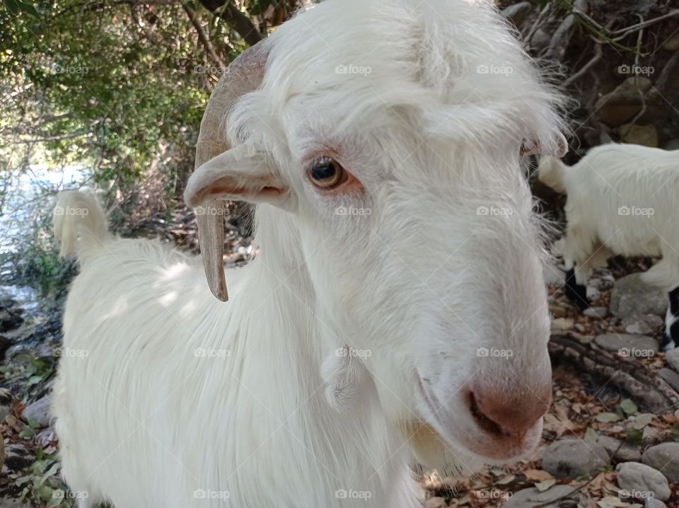 minigoat