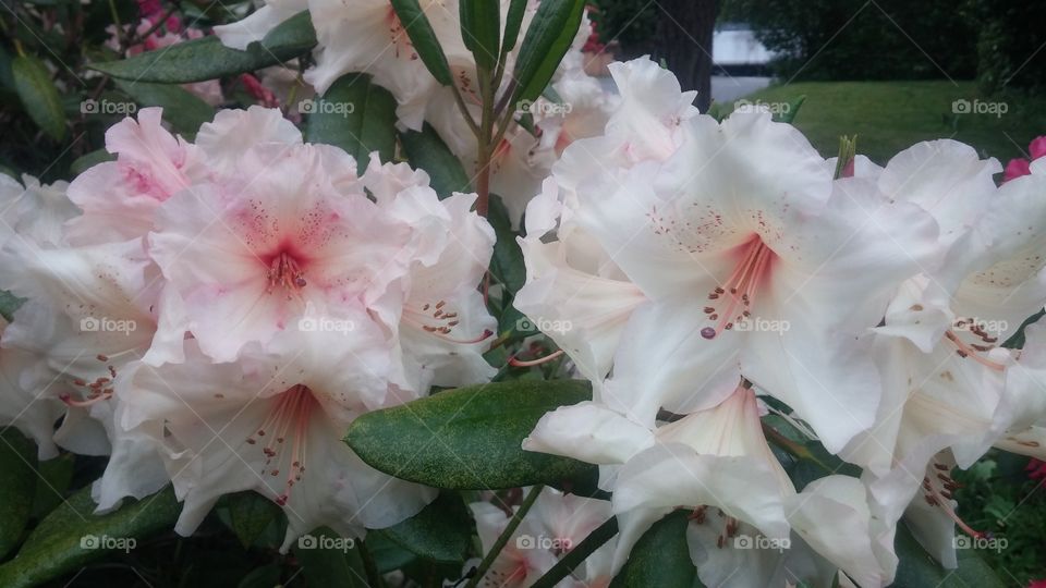 rhododendron. rhododendron