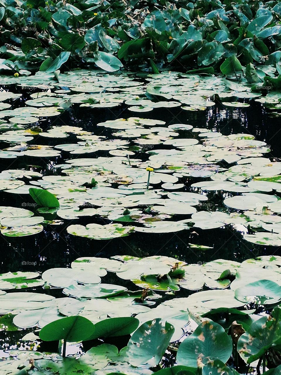 waterlilies