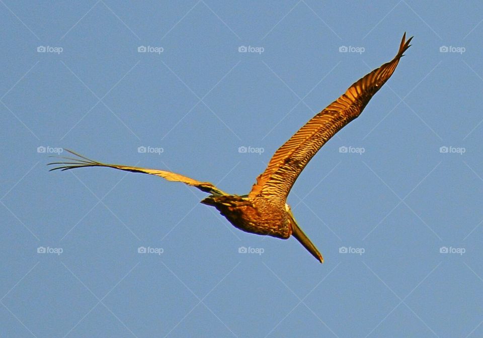 Brown Pelican in flight 