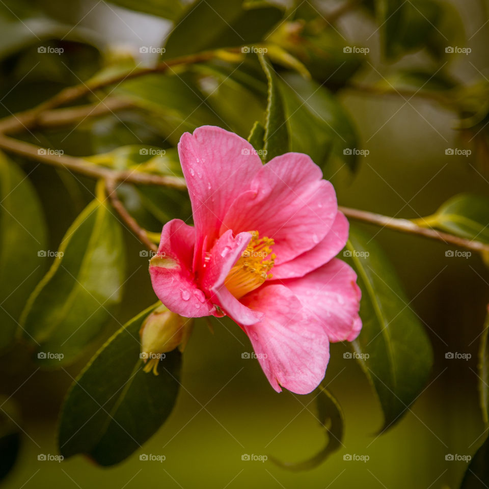 Spring flowers in London