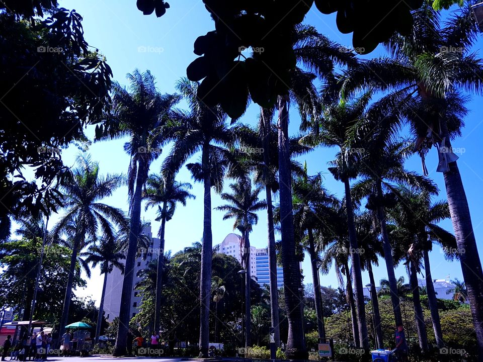 palms at Belo Horizonte