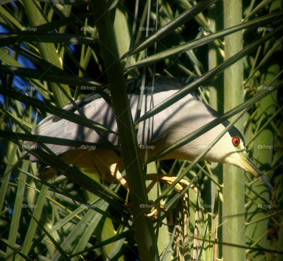 Black-crowned Night Heron in Palm Tree