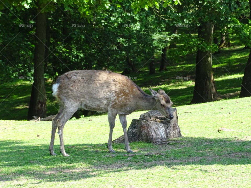 Grass, Nature, Mammal, Wood, Park