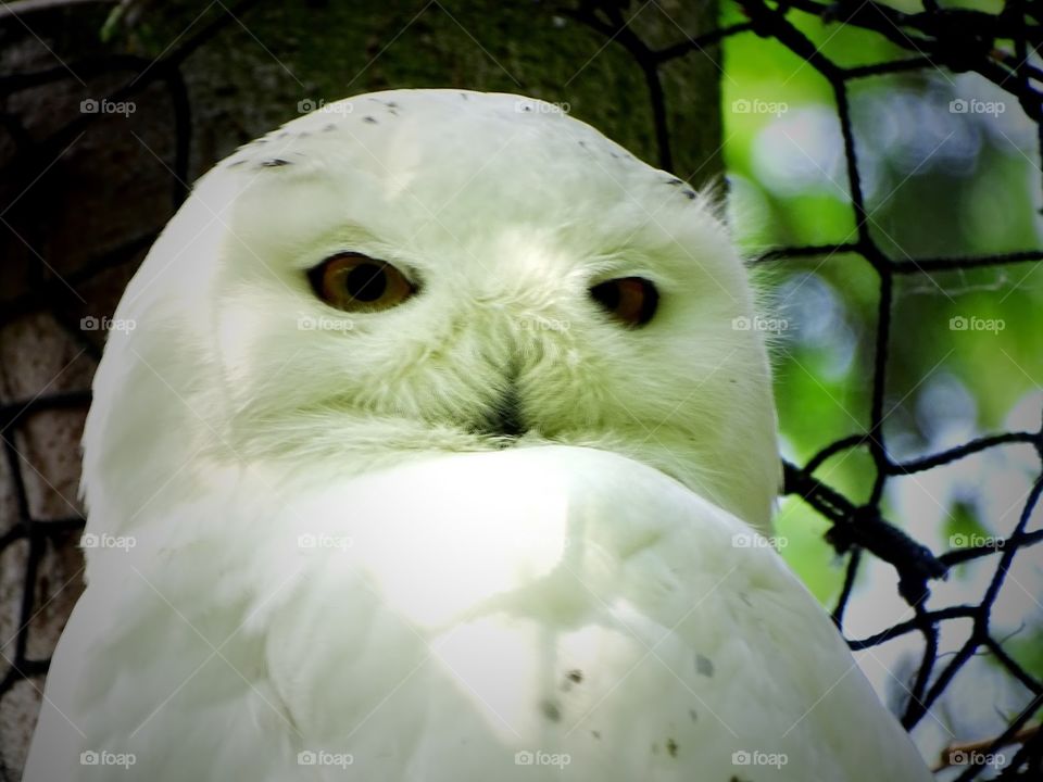 Snowy owl