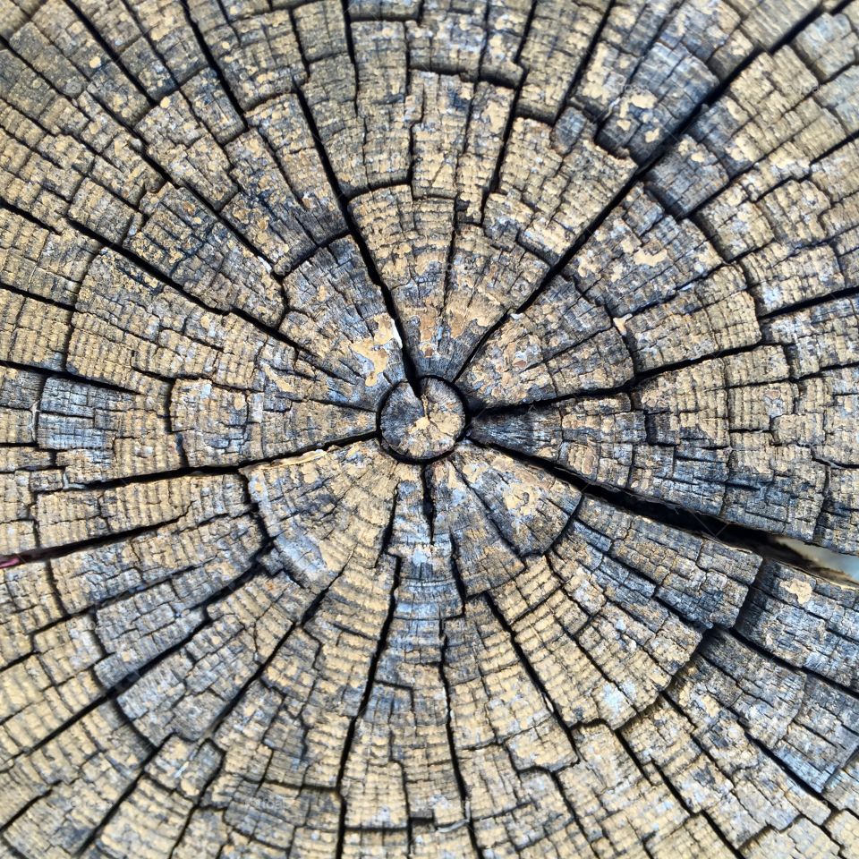 Wood background texture 