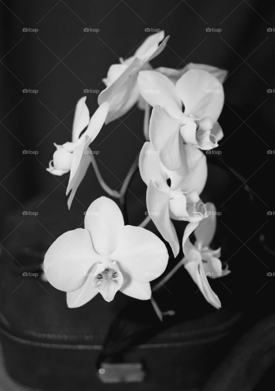 wunderschöne Orchidee