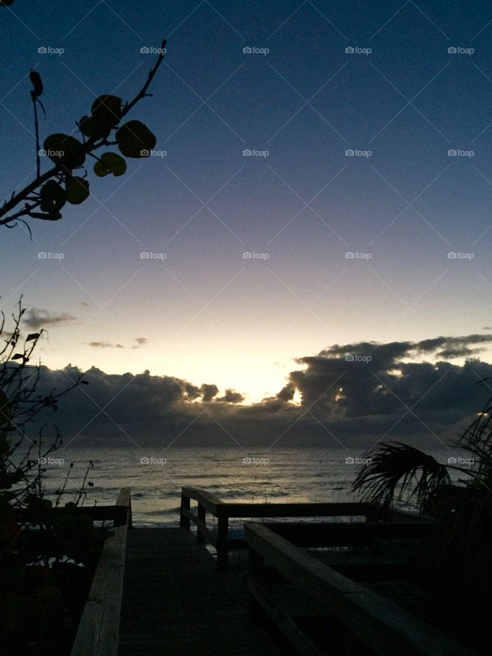 First light. Dawn. Dick. Beach. Morning. Sky. Sea grapes. Silhouette 